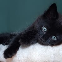 bento, chat à adopter