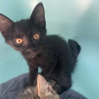 GLASS, chatte à adopter