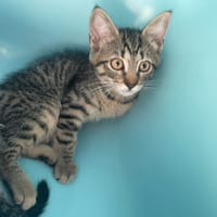 BART, chat à adopter