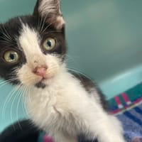 GLISS, chatte à adopter