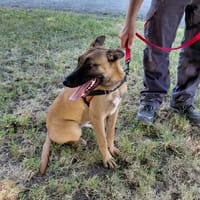 MADELEINE, chienne à adopter