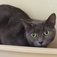 LARA PAB28813, chatte à adopter