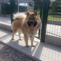 VOLT, chien à adopter