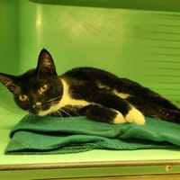 ONIGIRI PAB28837, chat à adopter