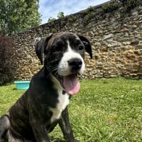 RUBEN VAA, chien à adopter