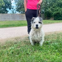 JOHNNY  OAA20048, chien à adopter