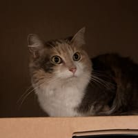 VAHINE, chatte à adopter