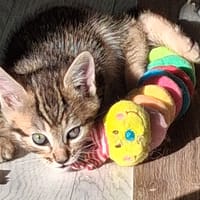 BATIK, chat à adopter