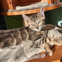 BATIK, chat à adopter