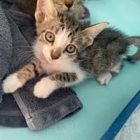 BARNABE, chatte à adopter