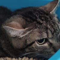marley, chat à adopter