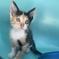 BERTY, chatte à adopter
