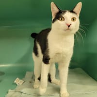 KETCHUP PAB28832, chat à adopter