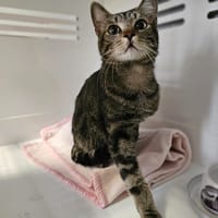 Aster, chat à adopter
