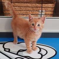 BB PAB28869, chatte à adopter