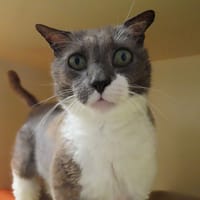MALO PAB28794, chat à adopter