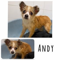 Andy, chien à adopter
