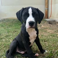 ZUMA VAA, chien à adopter
