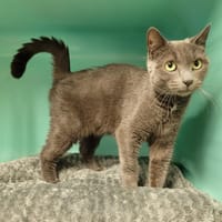 KITTILA PAB28826, chatte à adopter