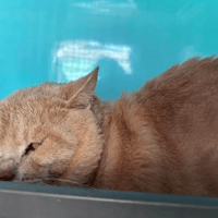 yoshi, chat à adopter