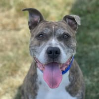 GENERAL, chien à adopter