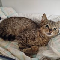 Blossom, chat à adopter