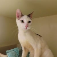SIRTAKI, chat à adopter
