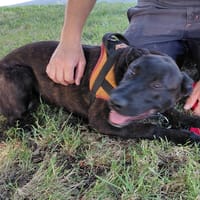 PIGALLE, chienne à adopter