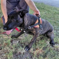 DAUPHINE, chienne à adopter