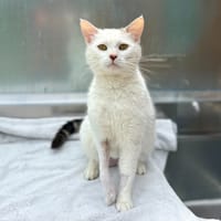 Broken, chatte à adopter