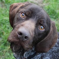 FIBUS HAA24793, chien à adopter