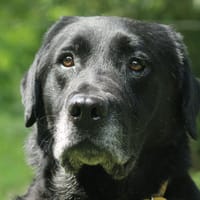 PORTOS, chien à adopter