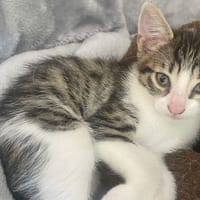 Quiz, chat à adopter