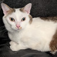 atchoum, chat à adopter