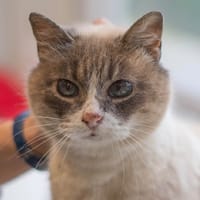KOUMA, chatte à adopter