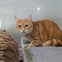 MARGOT, chatte à adopter