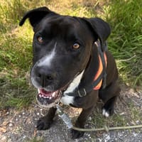 Tokyo, chienne à adopter