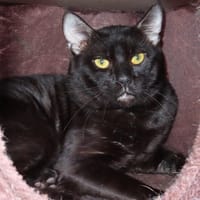 ZOUK PAB28799, chat à adopter