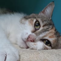 Quechua, chatte à adopter