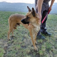 BUCK, chien à adopter