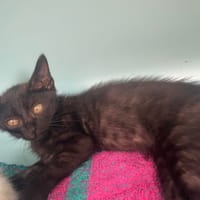 BERNIE, chat à adopter
