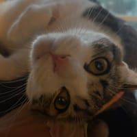 VIZIR, chat à adopter