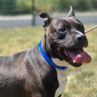 MAIKO, chien à adopter