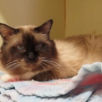 Jeronimo, chat à adopter