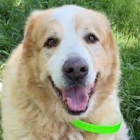 PATOU, chien à adopter