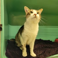 CAFE PAB28827, chat à adopter