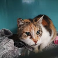 Mika, chatte à adopter