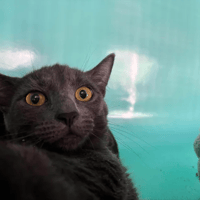 Bilbo, chat à adopter