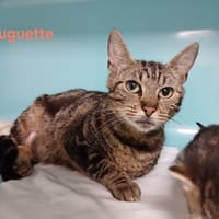 HUGUETTE, chatte à adopter