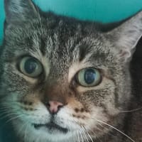 Diego, chat à adopter